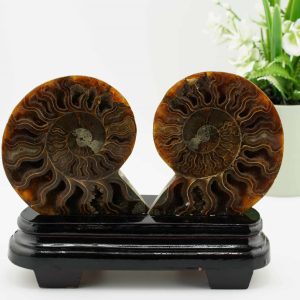 Ammonite Pair
