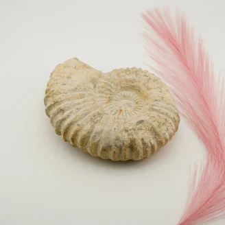 Ammonite Fossil Weight -1189 Grams