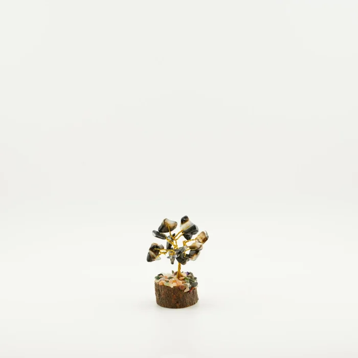 Black Sulaimani Tree 3 Inches