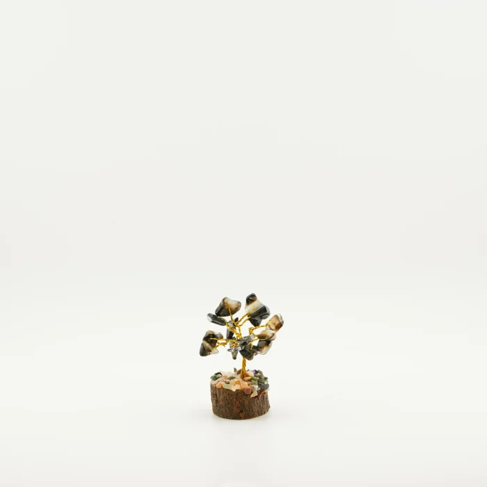 Black Sulaimani Tree 3 Inches