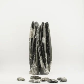 Flower Orthoceras 1956 Grams