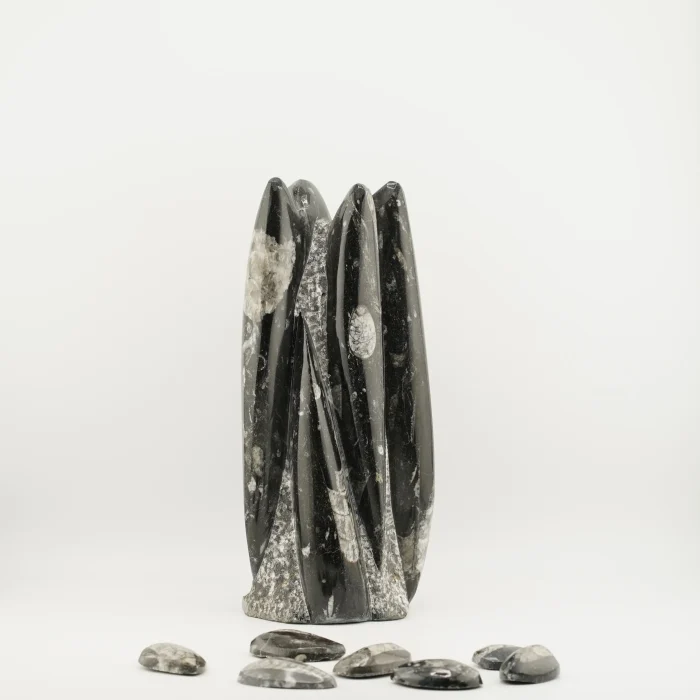 Flower Orthoceras 1956 Grams