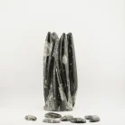 Flower Orthoceras 1956 Grams