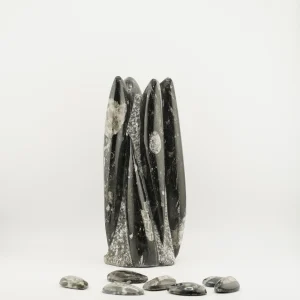 Flower Orthoceras 1956 Grams