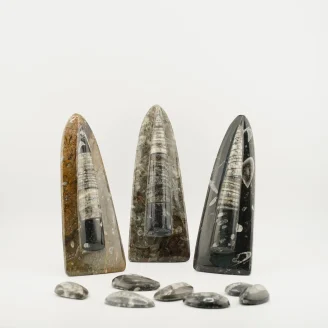 Orthoceras Samll Tower With Stand