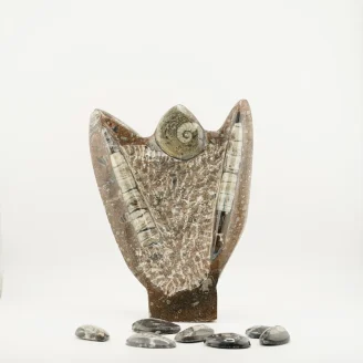 Orthoceras With Ammonite 1