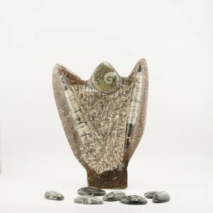 Orthoceras With Ammonite 1