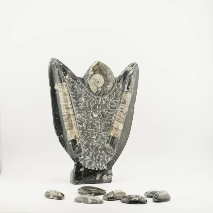 Orthoceras With Ammonite 2