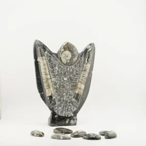 Orthoceras With Ammonite 2