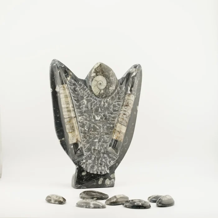 Orthoceras With Ammonite 2