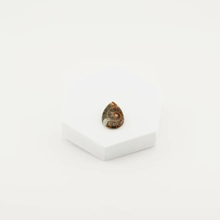 Ammonite Cabochon Size - 1 Inch