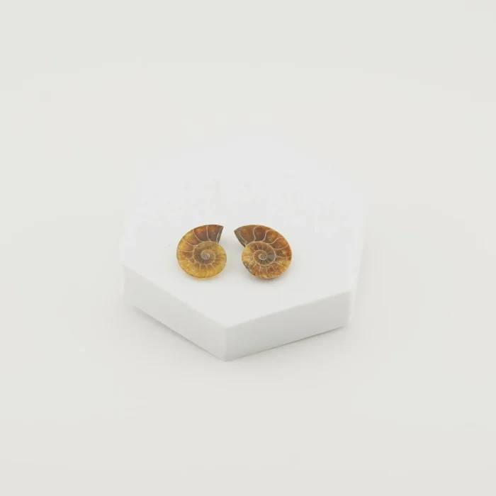 Ammonite Pair Size - 1 Inch (A)