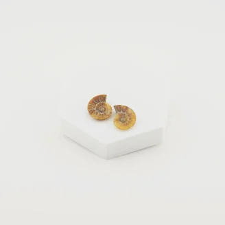 Ammonite Pair Size - 1 Inch (B)