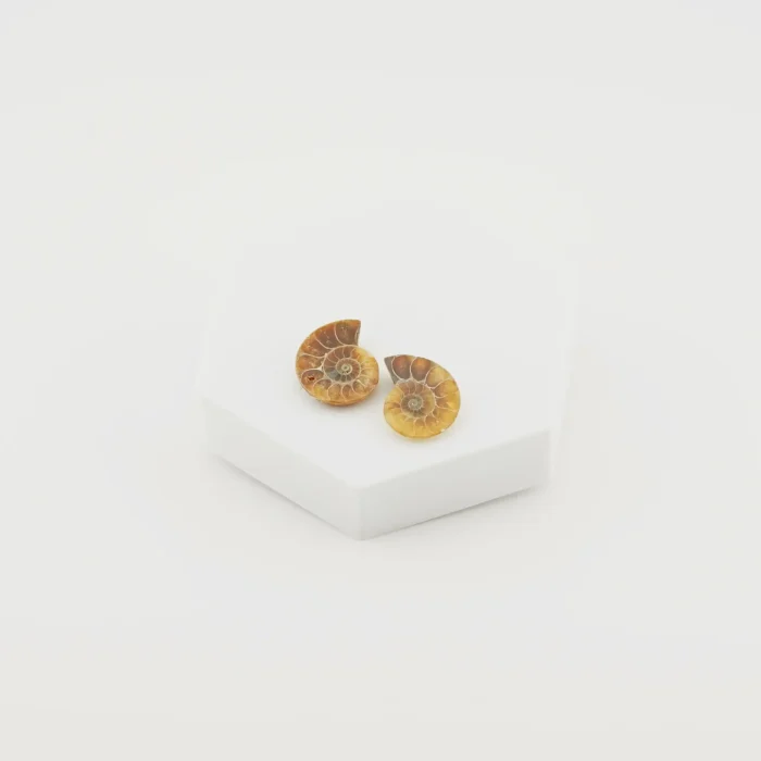 Ammonite Pair Size - 1 Inch (B)