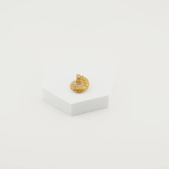 Golden Ammonite Fossil Size - 1 Inch