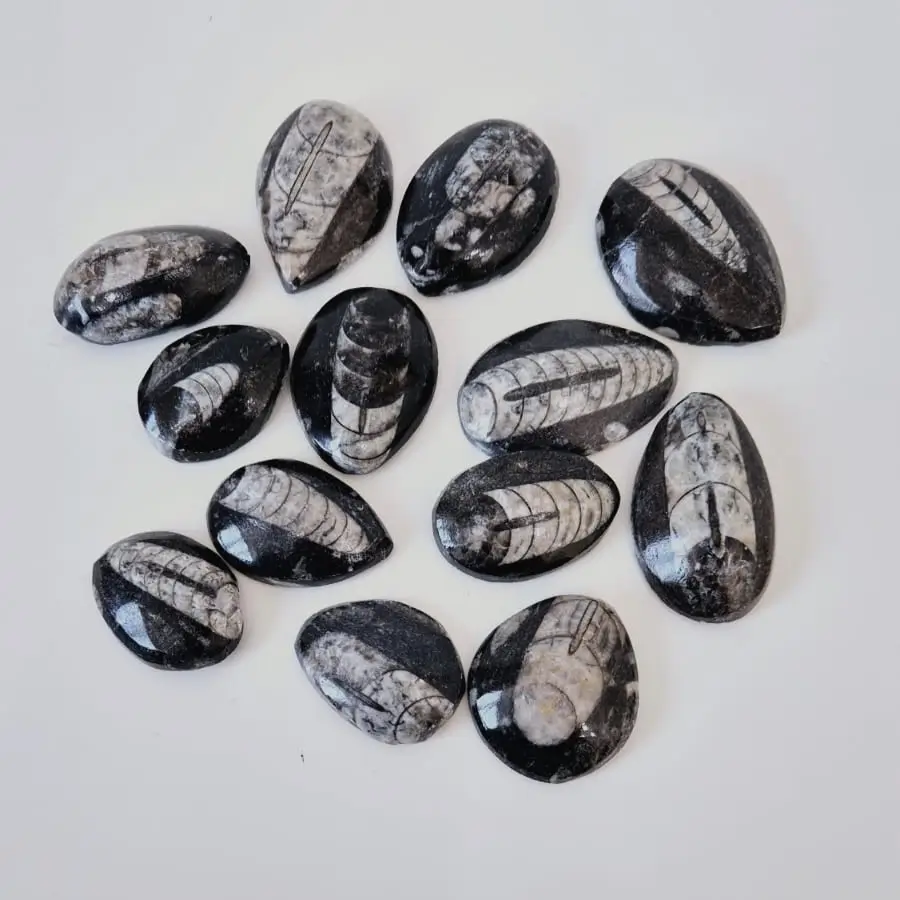 Orthoceras Kuber Stone Big