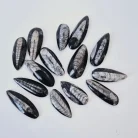 Orthoceras Kuber Stone Small