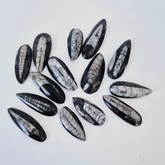 Orthoceras Kuber Stone Small