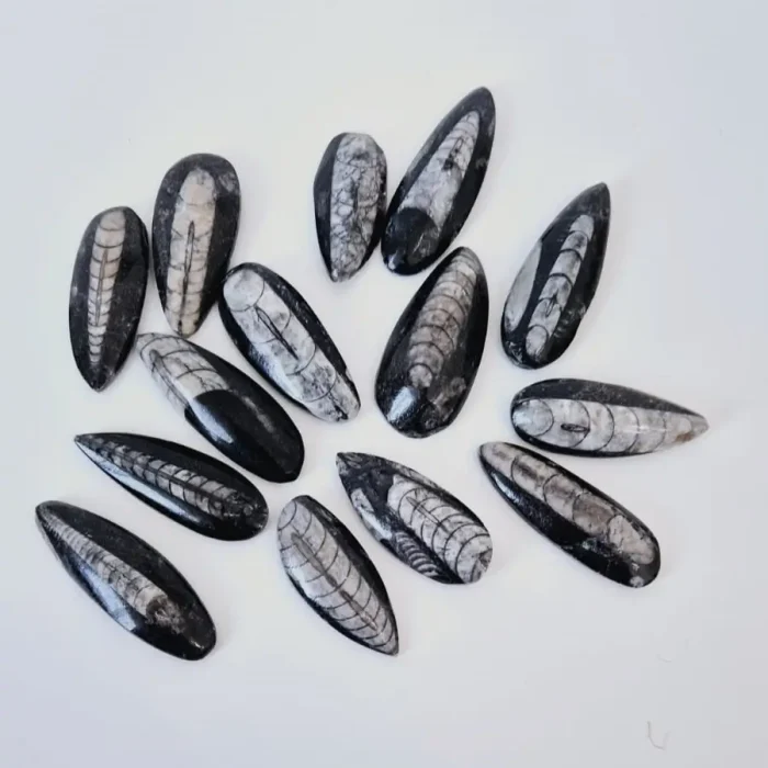 Orthoceras Kuber Stone Small