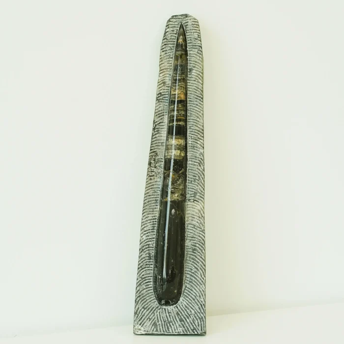 Orthoceras Large Fossil Statue (A)