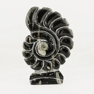 Orthoceras Spiral Shield