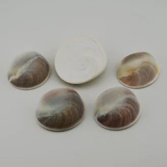 Gomati Chakra Shell
