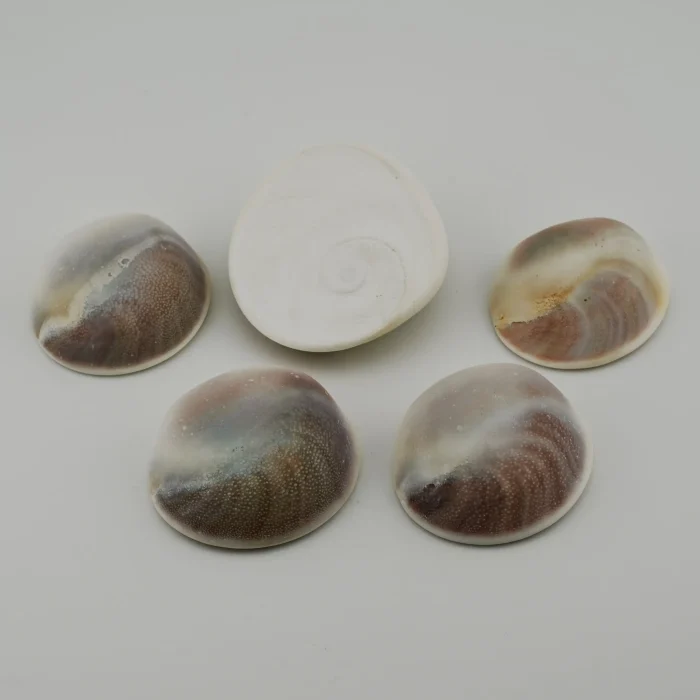 Gomati Chakra Shell Gomati Chakra Shell